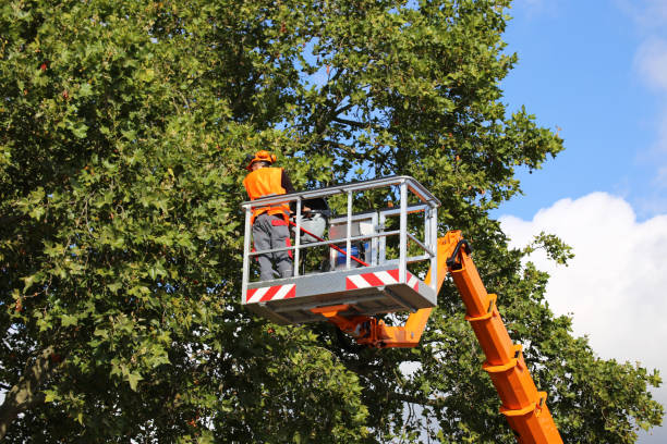 Maple Heights, OH Tree Removal and Landscaping Services Company